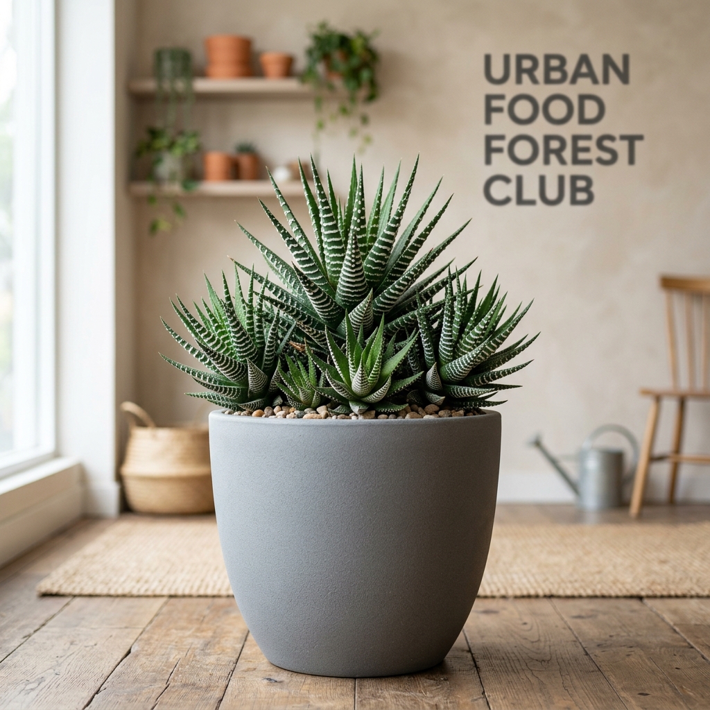 Haworthia Succulent Floor Size (XL)