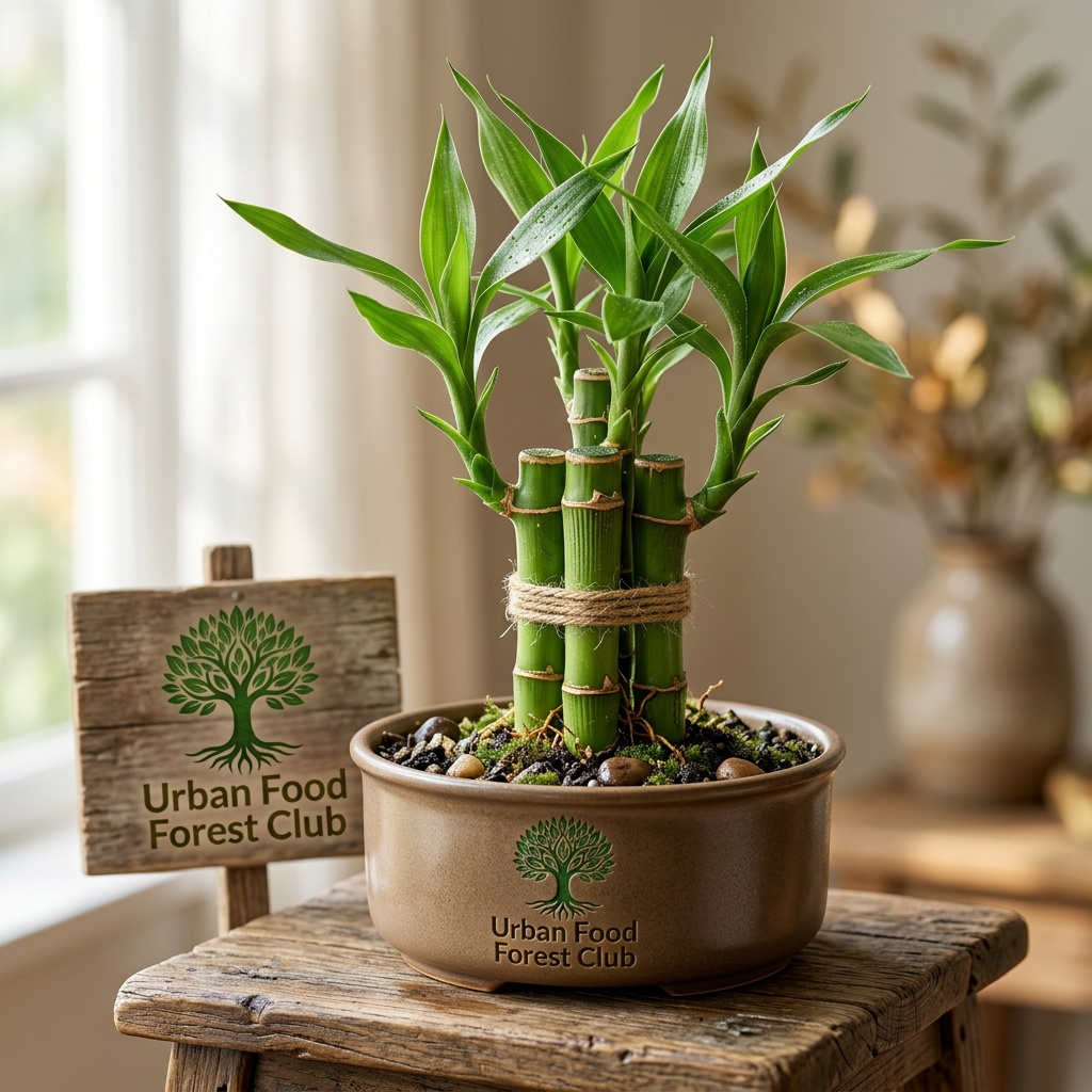 Lucky Bamboo Bundle of 3