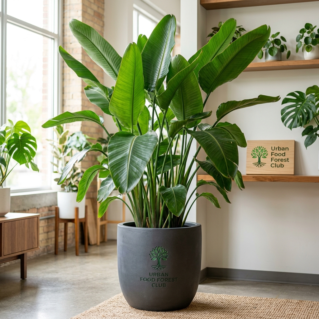 Bird of Paradise Floor Size (XL)