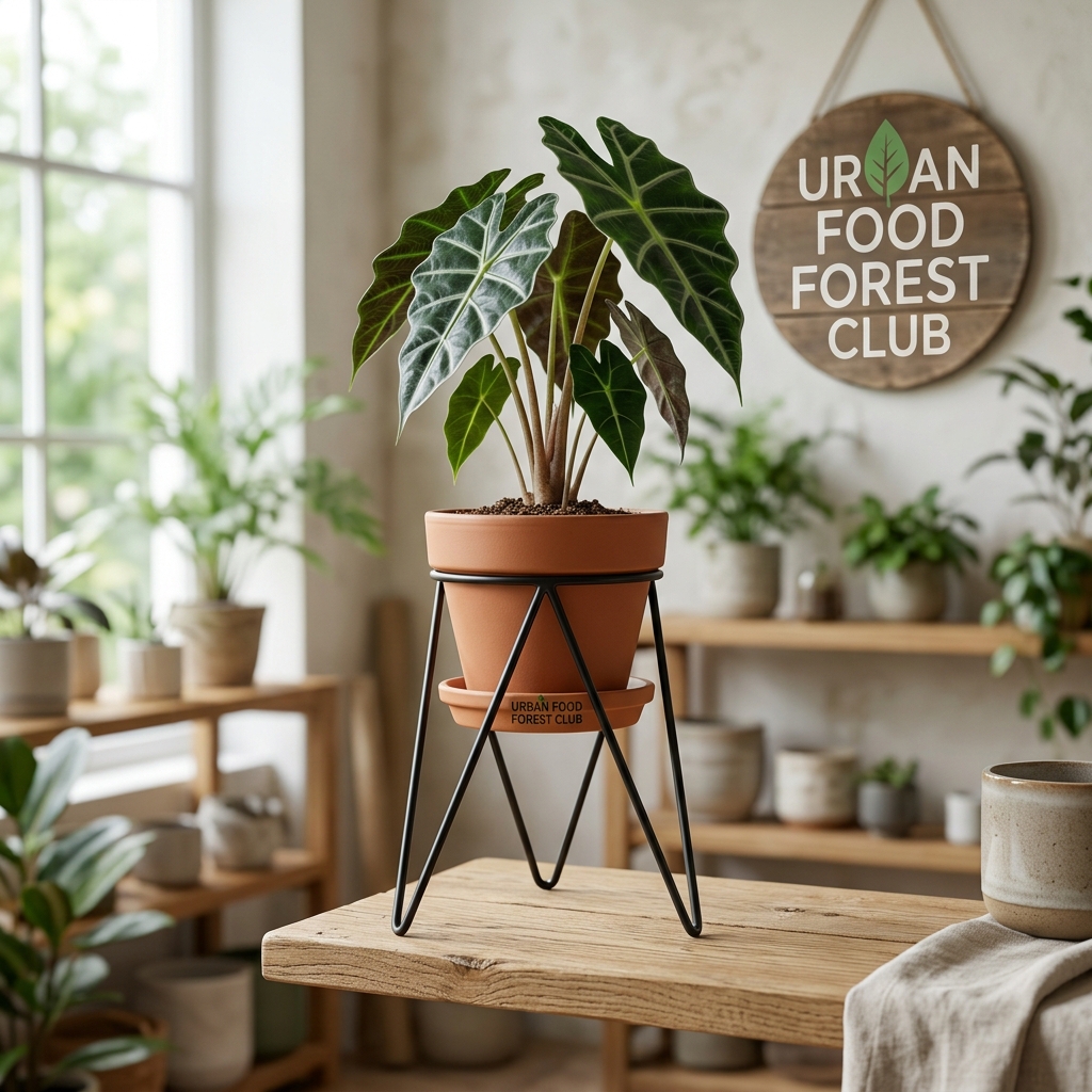 Single Pot Minimalist Wire Stand